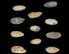 Lot: Fossil Seed Cones (Or Aggregate Fruits) - Pieces #148853-1